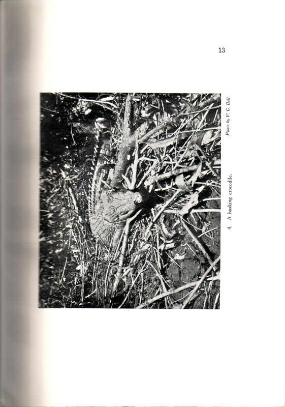 Mangrove Forests of the Malay Peninsula - aus dem Buch